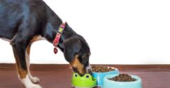 Learn the facts about using stainless-steel dog food bowls
