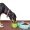 Learn the facts about using stainless-steel dog food bowls